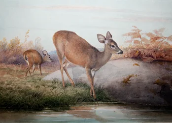 Ciervo de California, c.1850